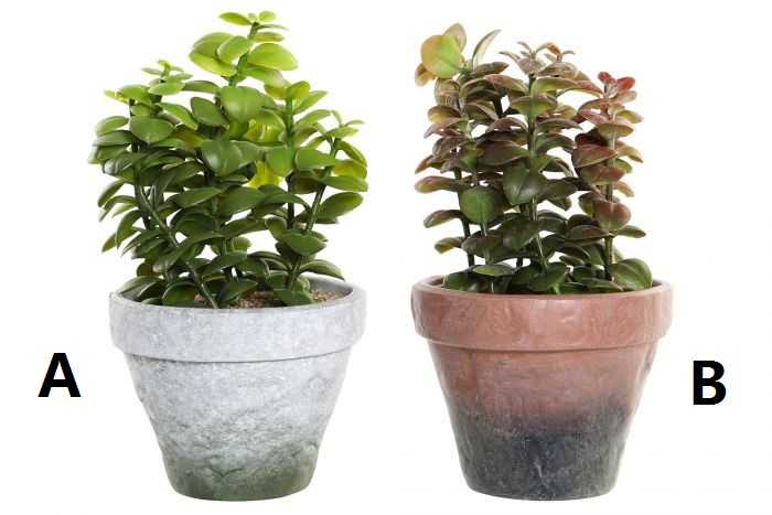 PLANTA PP EVA 16X16X29,5 2 SURT.