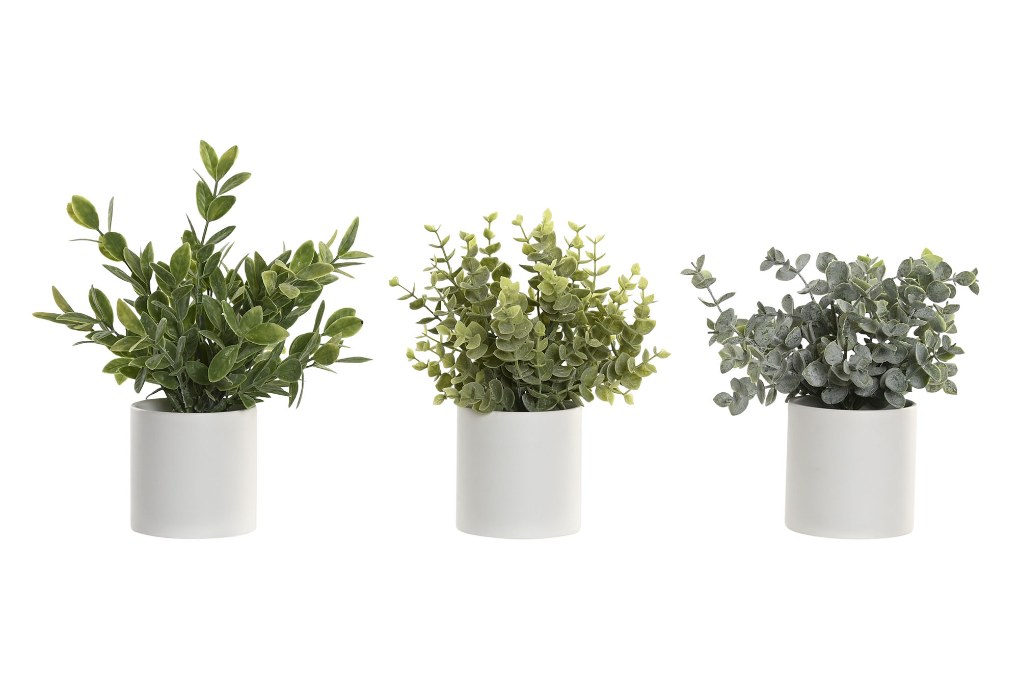pack de 3 eucaliptus en maceta