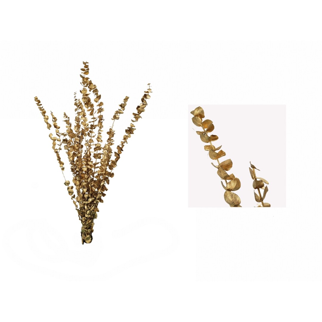 eucaliptus preservada dorado 60/75cms